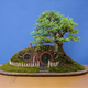 Illustration for article titled A Baggins Bonsai Fit For a Pocket-Sized Hobbit